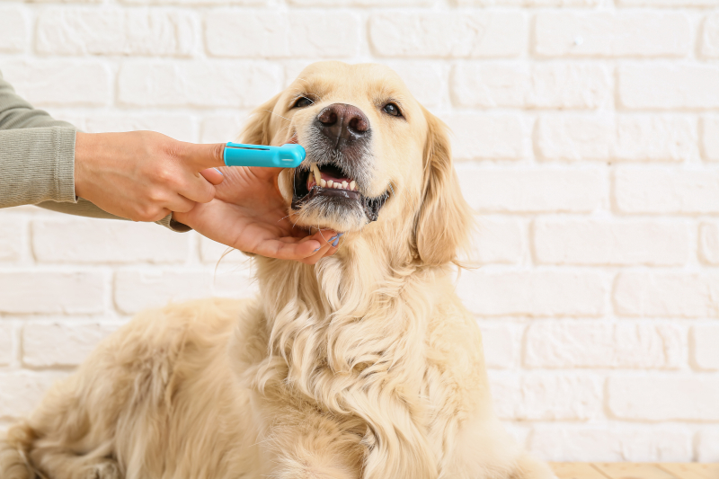 Expert Pet Dental Care in Greenwood, South Carolina